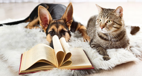 Dog and cat with book Dog and cat with book